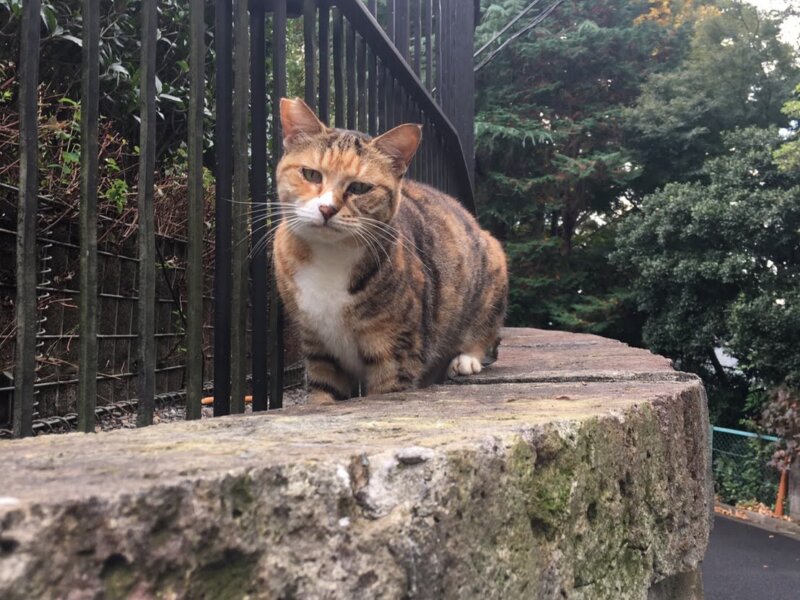 2月22日は猫の日・猫の刻印で指輪を作りたい