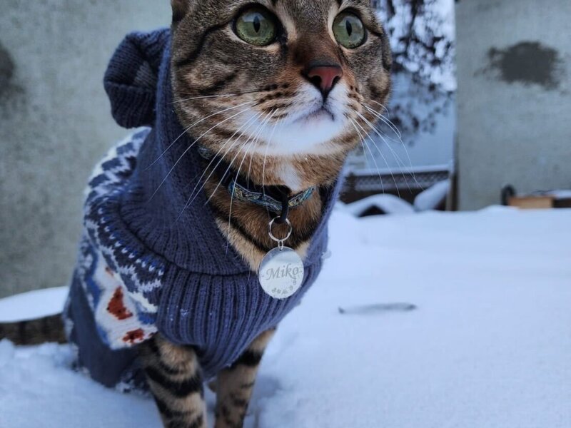 ペットチャームを手作り・猫の日キャンペーン